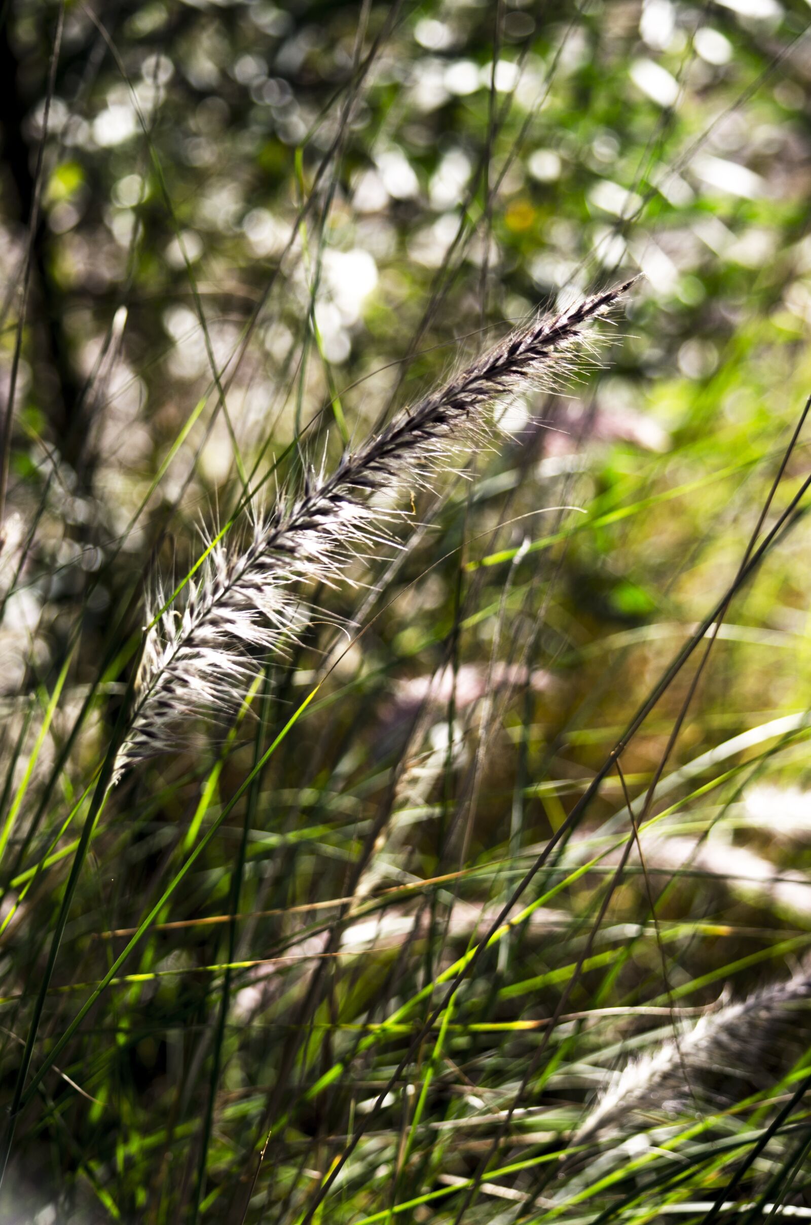Nikon D5100 sample photo. Weeds, nature, grass photography