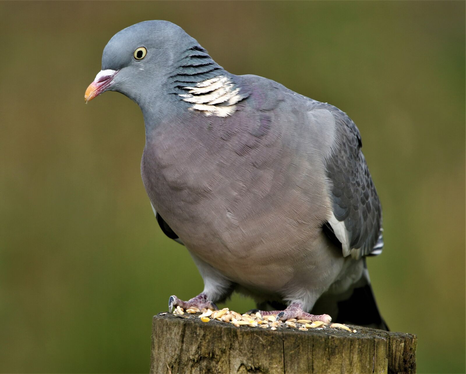 150-600mm F5-6.3 DG OS HSM | Contemporary 015 sample photo. Pigeon, feathers, bird photography