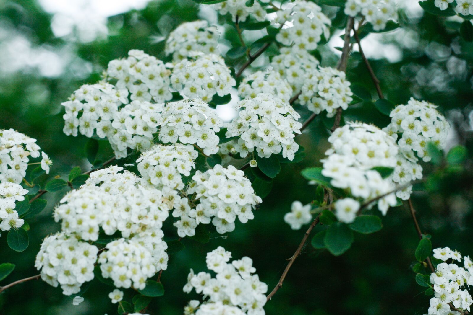 Canon EOS 400D (EOS Digital Rebel XTi / EOS Kiss Digital X) sample photo. Flower, white, white flower photography
