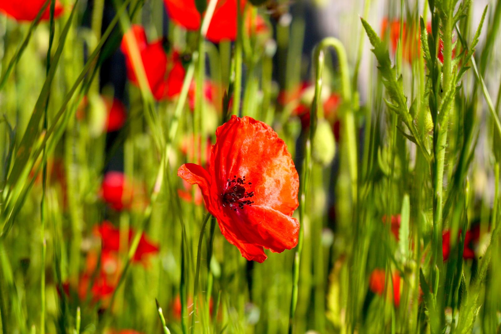 Panasonic Lumix DMC-GH3 sample photo. Poppy, klatschmohn, garden photography