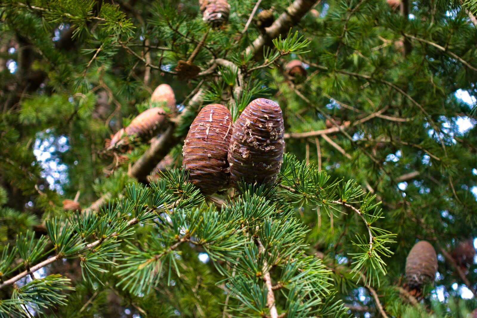 Sony DSC-RX100M5A sample photo. Cedar, cones, points photography