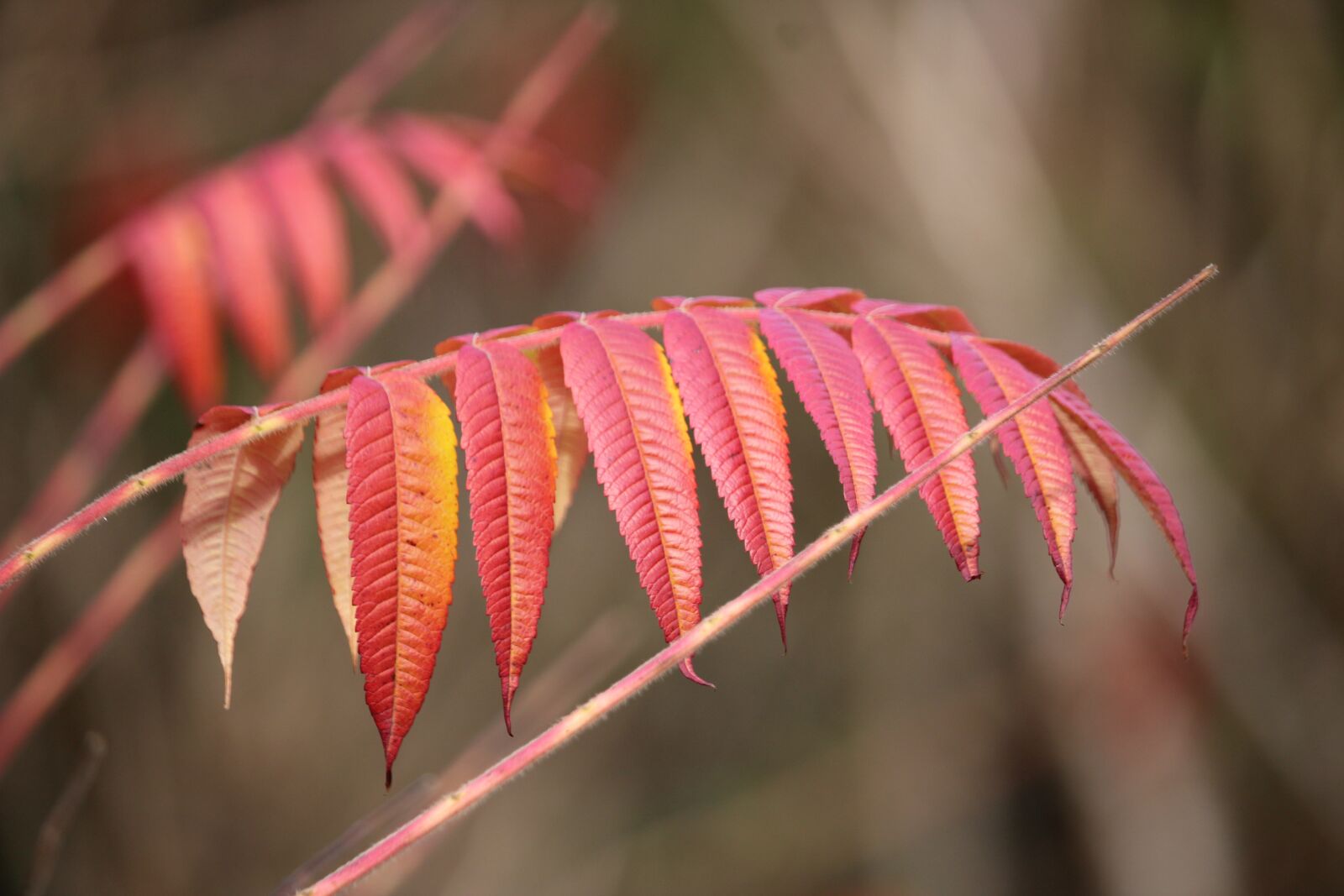 Canon EF-S 55-250mm F4-5.6 IS STM sample photo. Leaves, autumn, bush photography