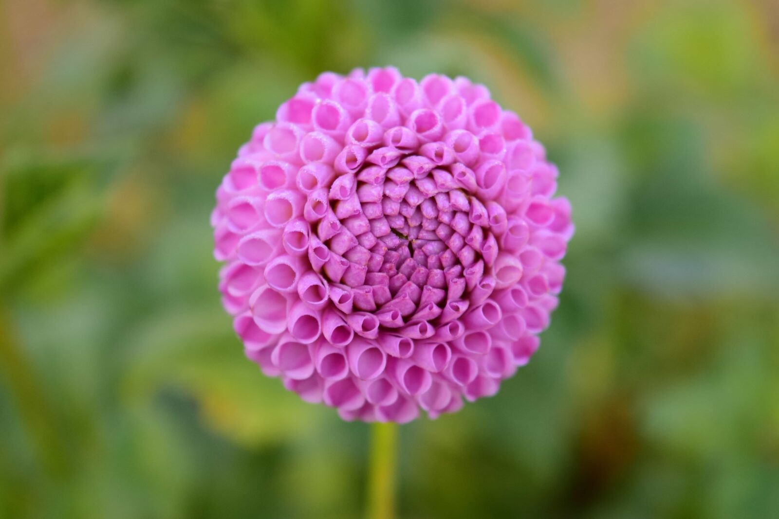 Nikon D3300 sample photo. Nature, flower, summer, daylight photography
