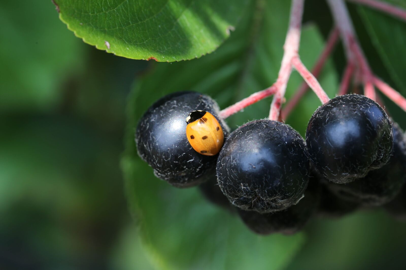 Canon EF 100mm F2.8L Macro IS USM sample photo. Fruit, ladybug, berries photography