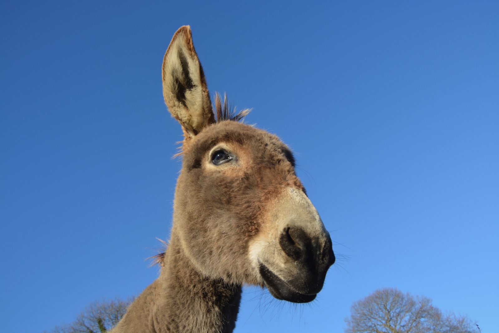 Nikon D5200 sample photo. Donkey, head, profile photography