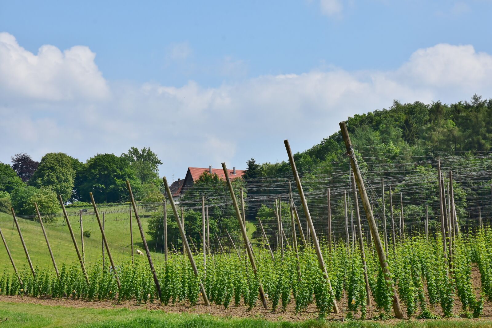Nikon D7200 sample photo. Hops, cultivation, wachsbau photography