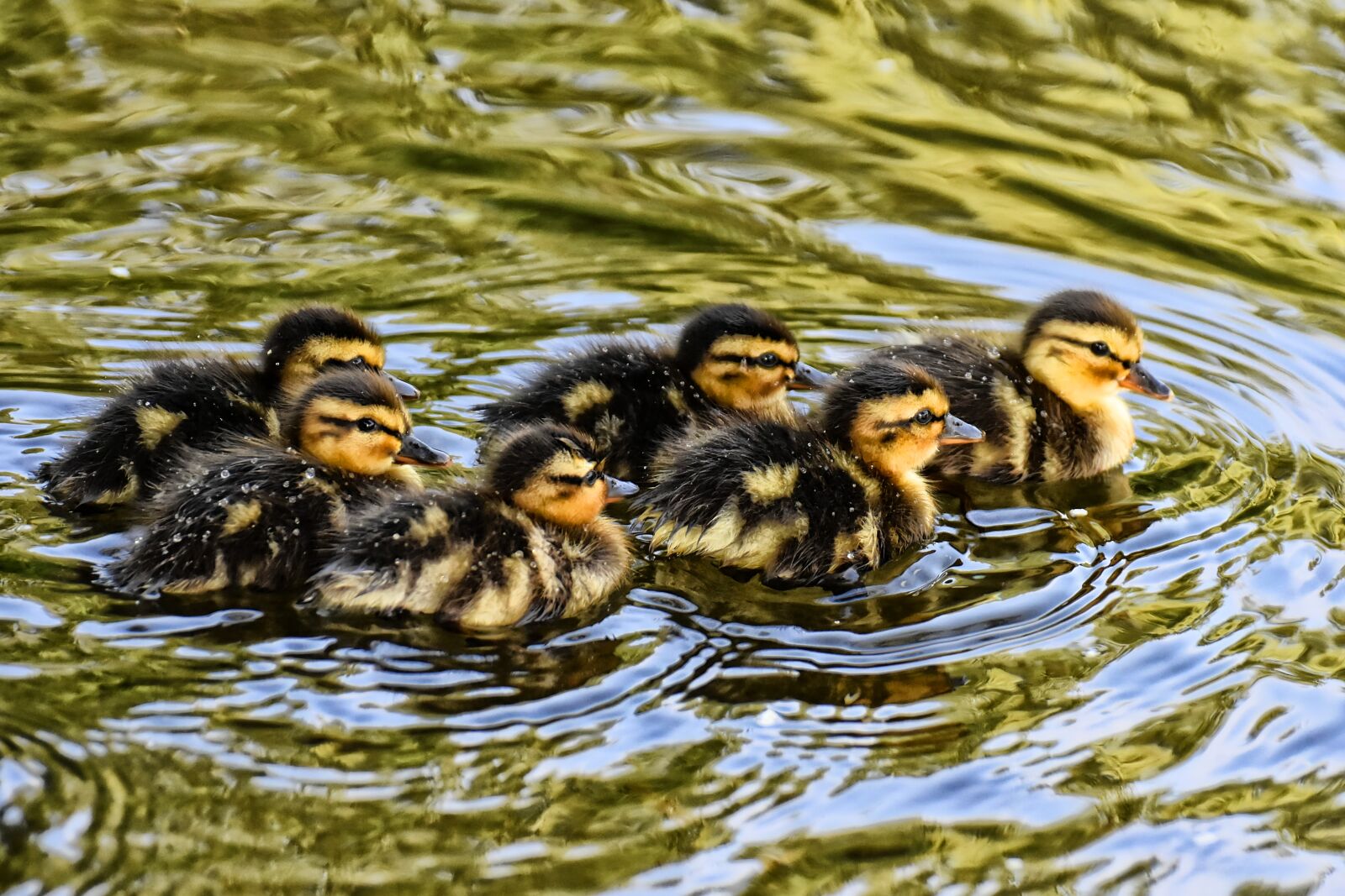 Nikon D7200 sample photo. Mallard, chicks, baby photography