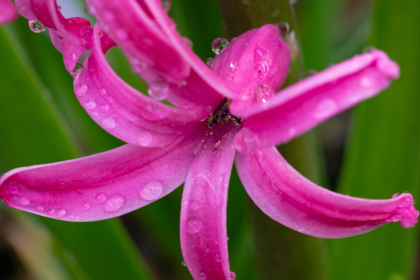 Canon EF 100mm F2.8L Macro IS USM sample photo. Flower, hyacinth, spring photography