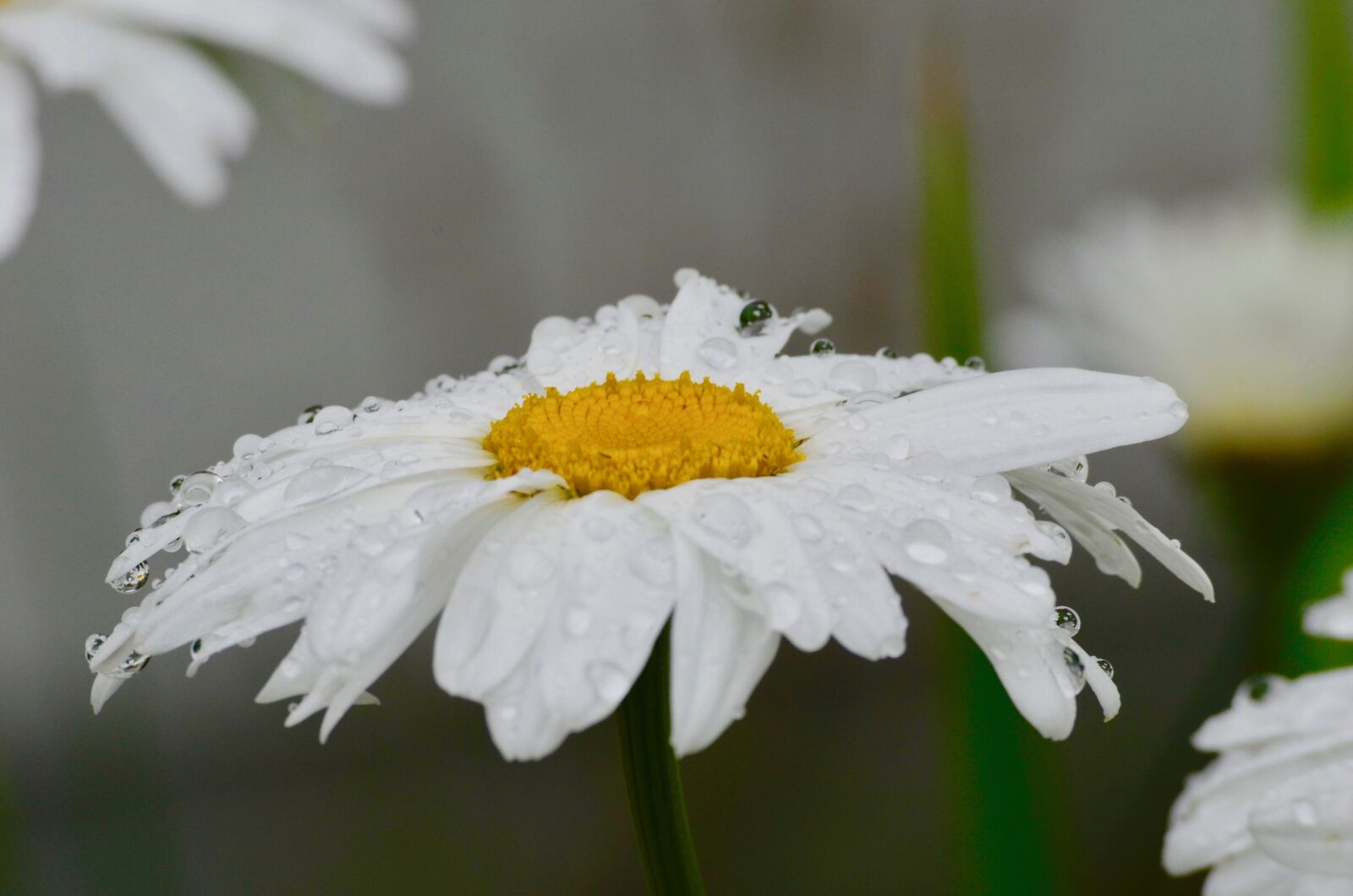 Nikon D5100 sample photo. Rain, drip, water photography