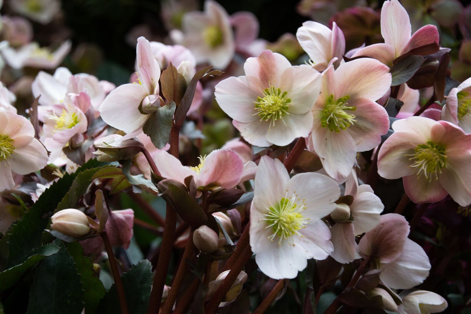 Nikon D7200 + Tamron 18-270mm F3.5-6.3 Di II VC PZD sample photo. Garden, plants, blossom photography