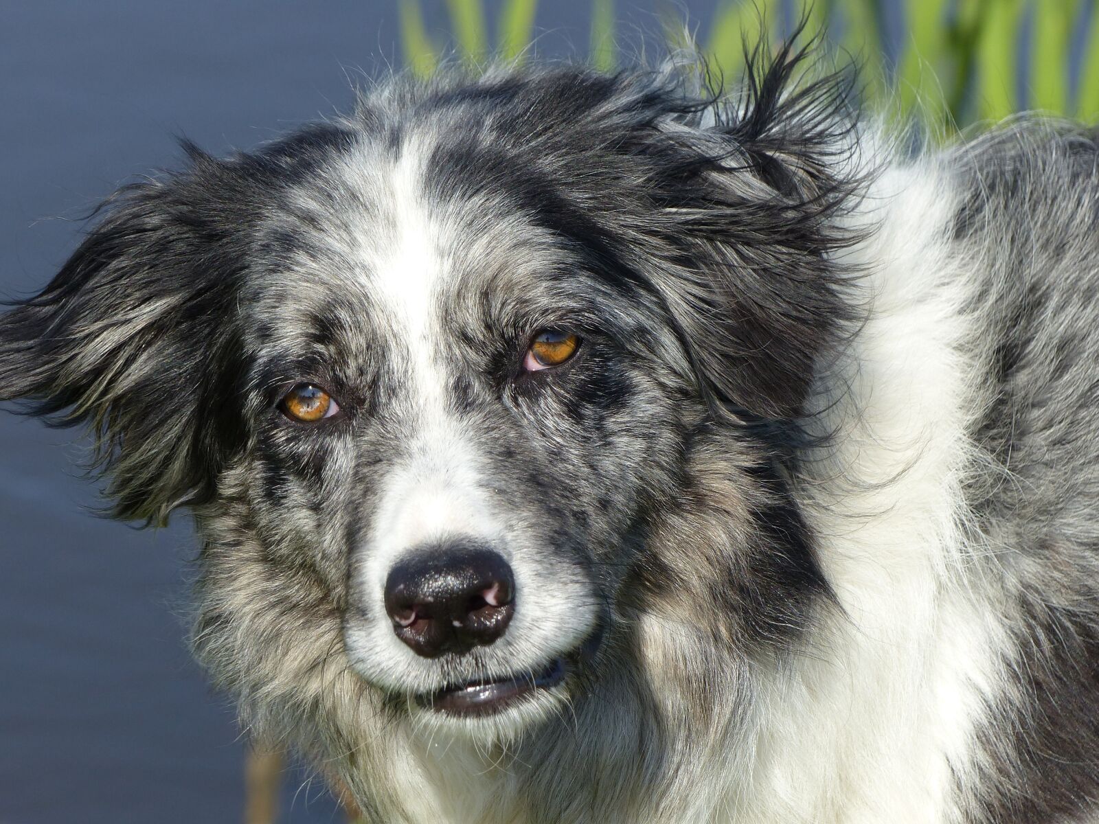 Panasonic Lumix DMC-FZ200 sample photo. Dog, pet, animal photography