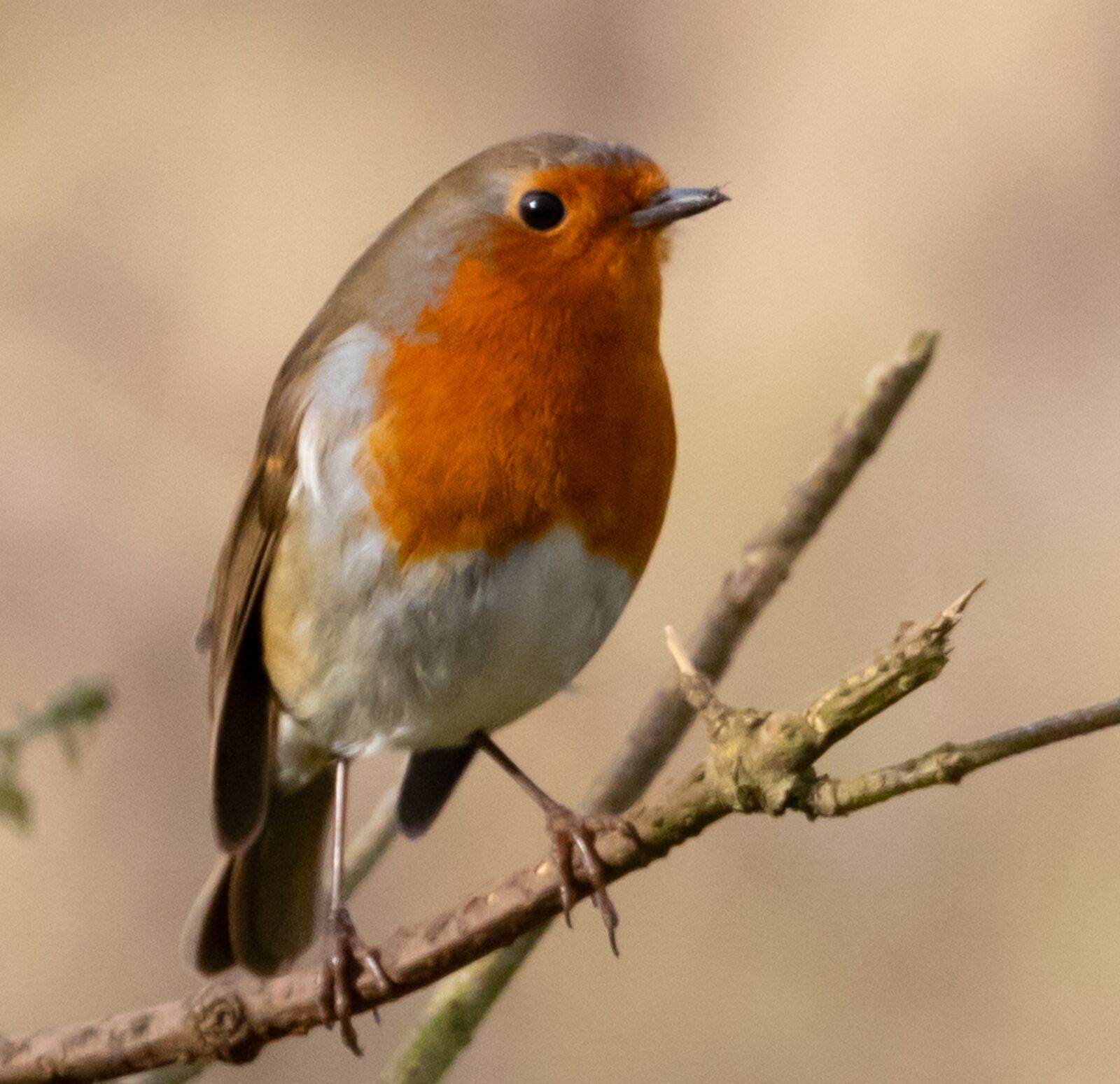 Canon EOS 7D Mark II sample photo. Robin redbreast in tree photography