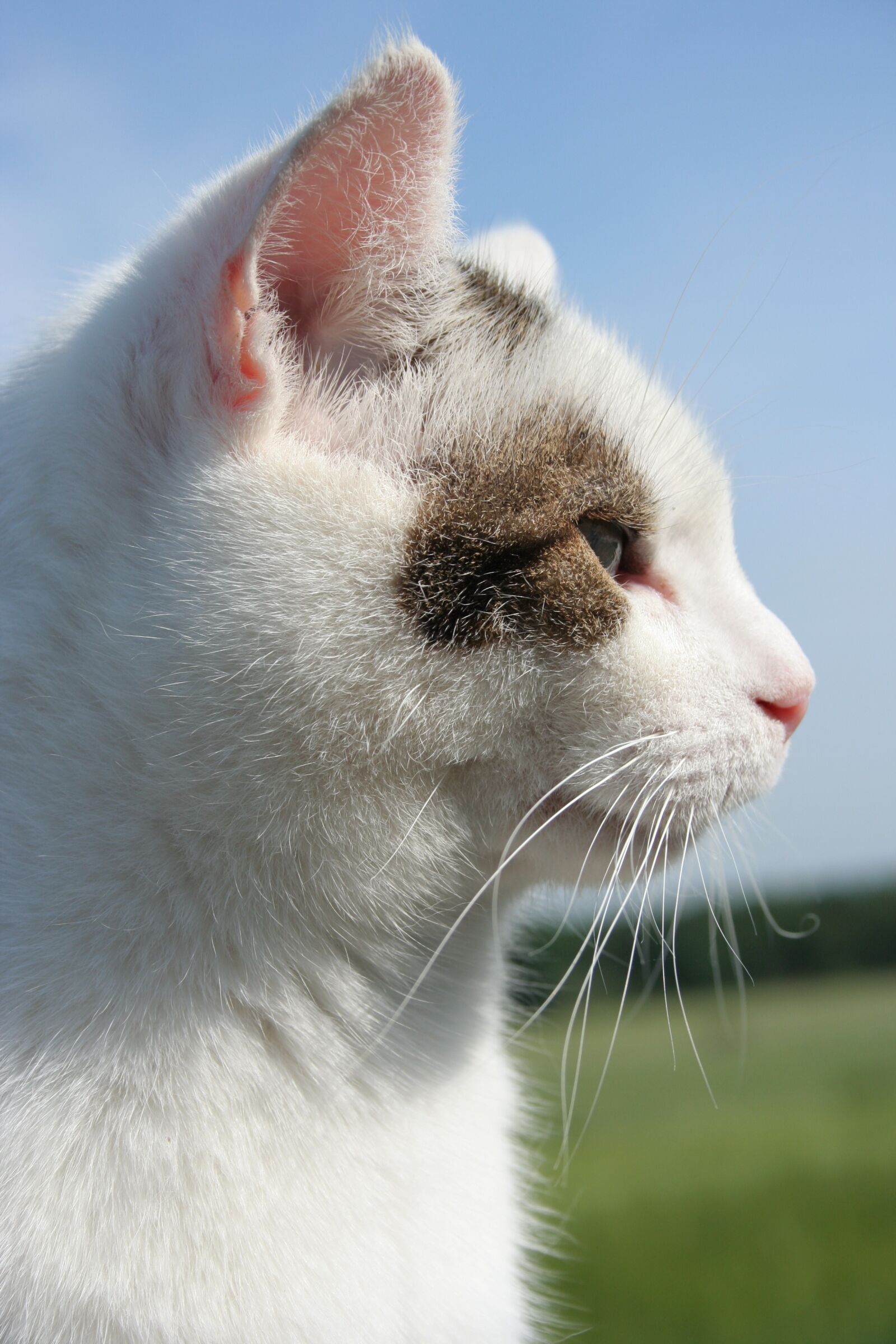 Canon EOS 350D (EOS Digital Rebel XT / EOS Kiss Digital N) sample photo. Cat, animal, speedy photography