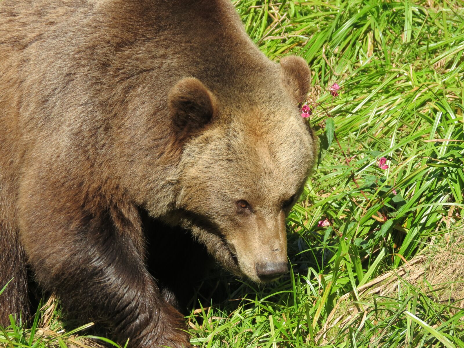 Canon PowerShot SX40 HS sample photo. Bear, bear park, nature photography