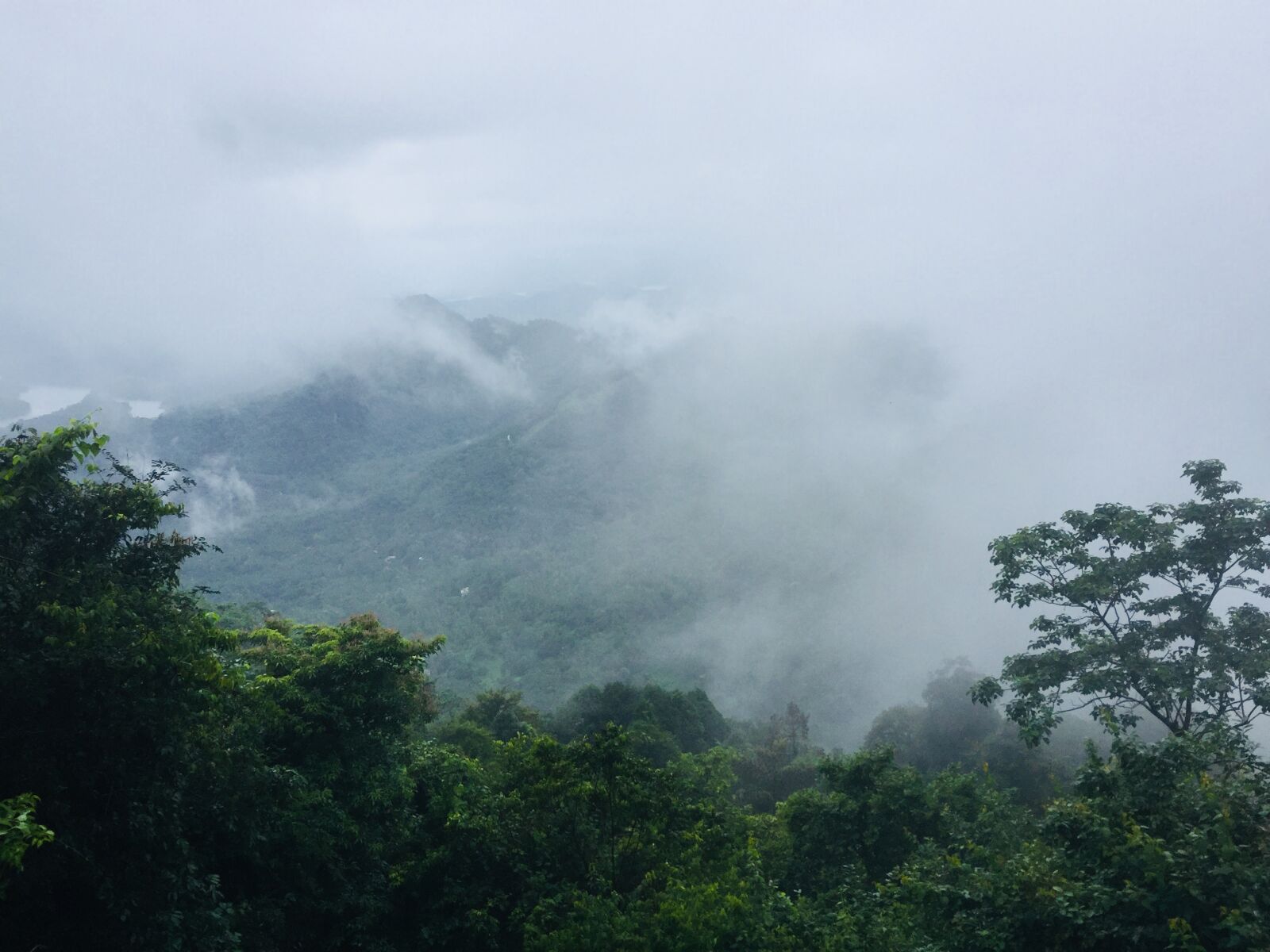 iPhone 6 back camera 4.15mm f/2.2 sample photo. Kerala, natur, green photography
