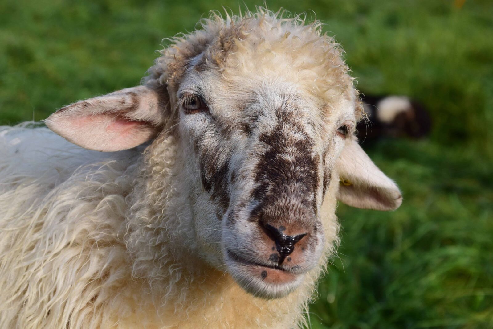 Nikon D3300 sample photo. Sheep, animal, merino, grass photography