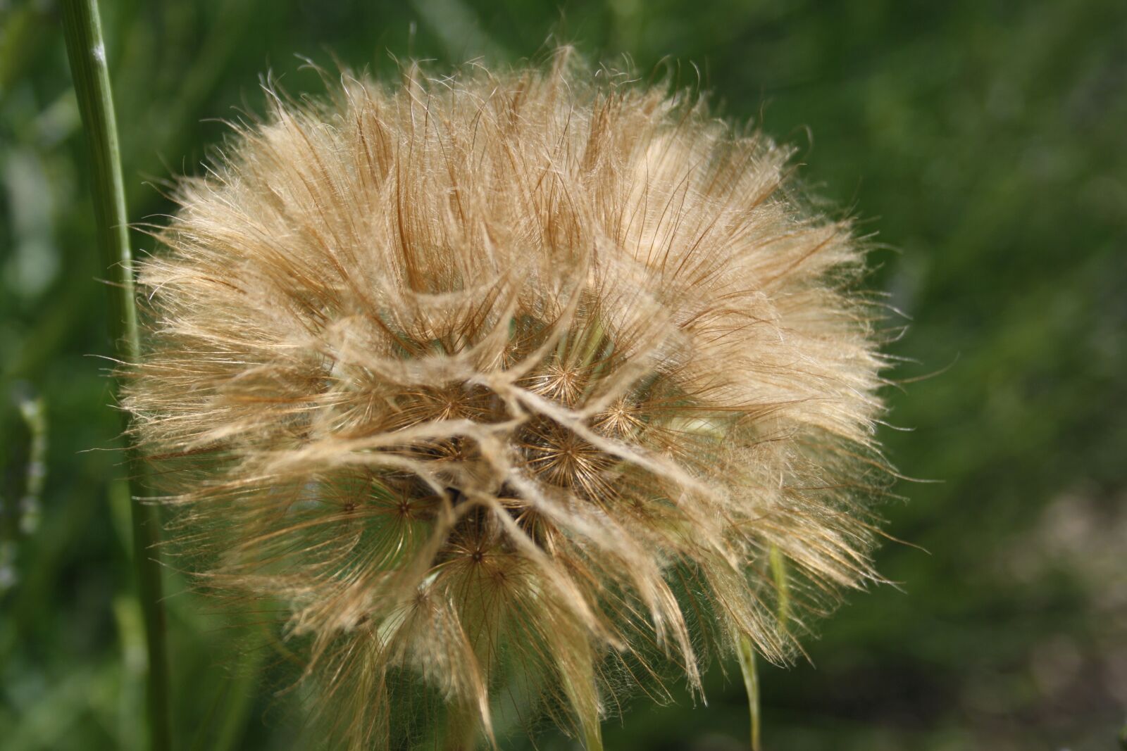 Canon EOS 1000D (EOS Digital Rebel XS / EOS Kiss F) sample photo. Seed- head, nature, garden photography
