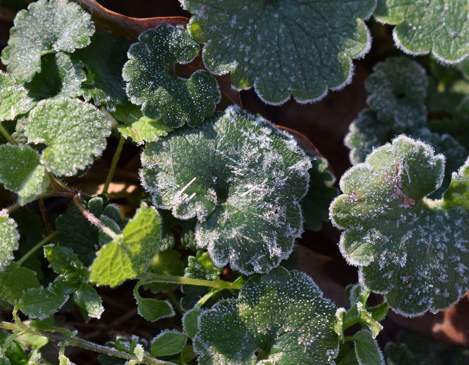 Nikon D3300 sample photo. Frost on leaves, spring photography