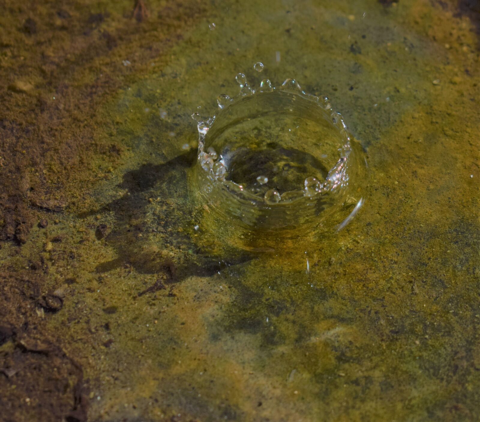 Nikon D3300 sample photo. Drop, water, transparent photography
