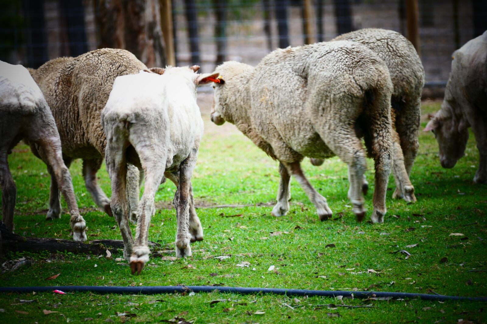 Panasonic Lumix DMC-FZ1000 sample photo. Sheep, farm, wool photography