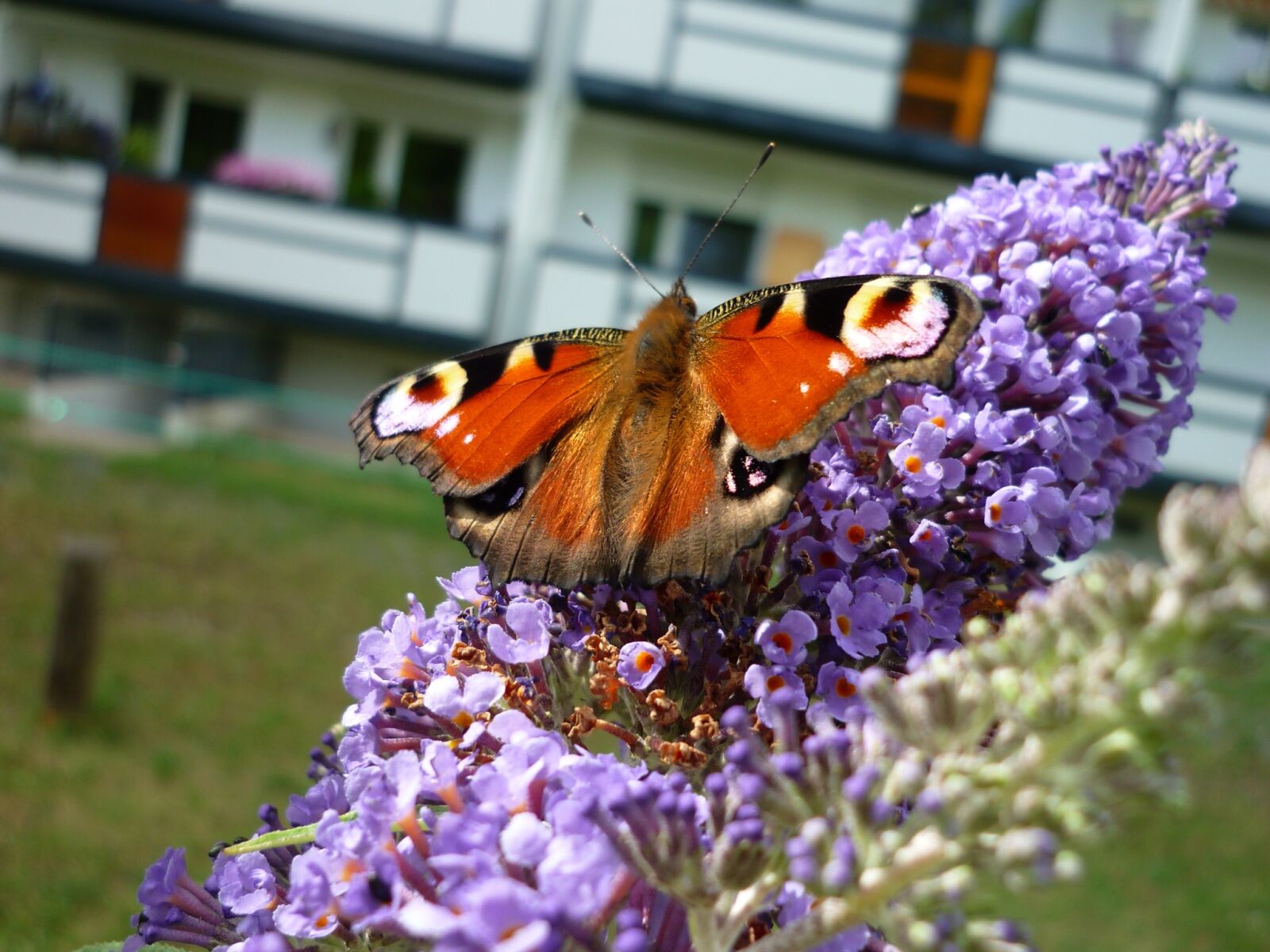 Panasonic Lumix DMC-FS6 sample photo. Butterfly, peacock, culture photography