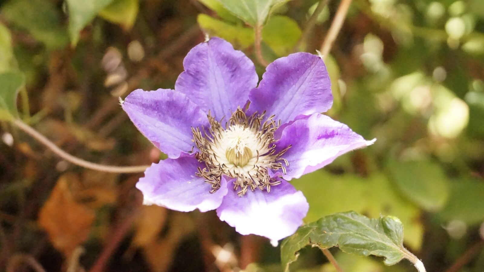 Sony DT 18-55mm F3.5-5.6 SAM II sample photo. Flower, purple flower, purple photography