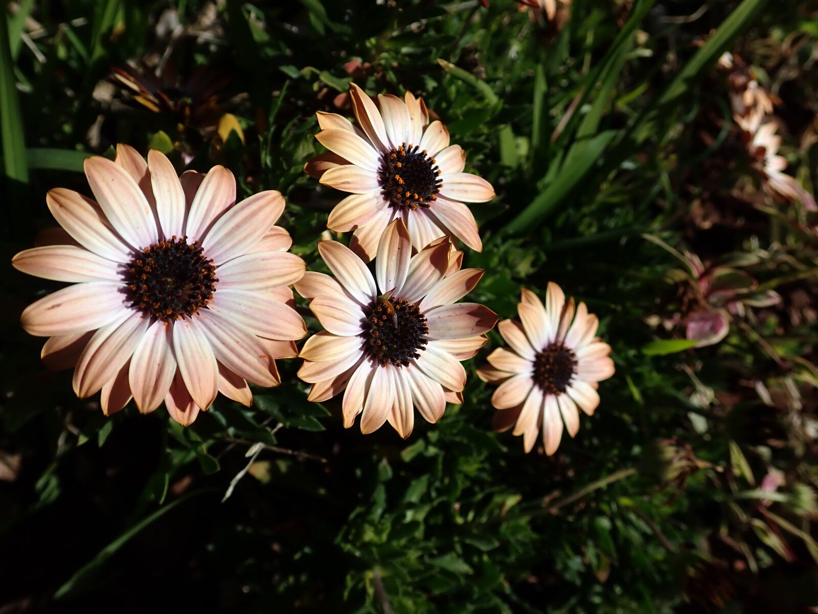 Olympus TG-5 sample photo. Daisies, flowers, plant photography
