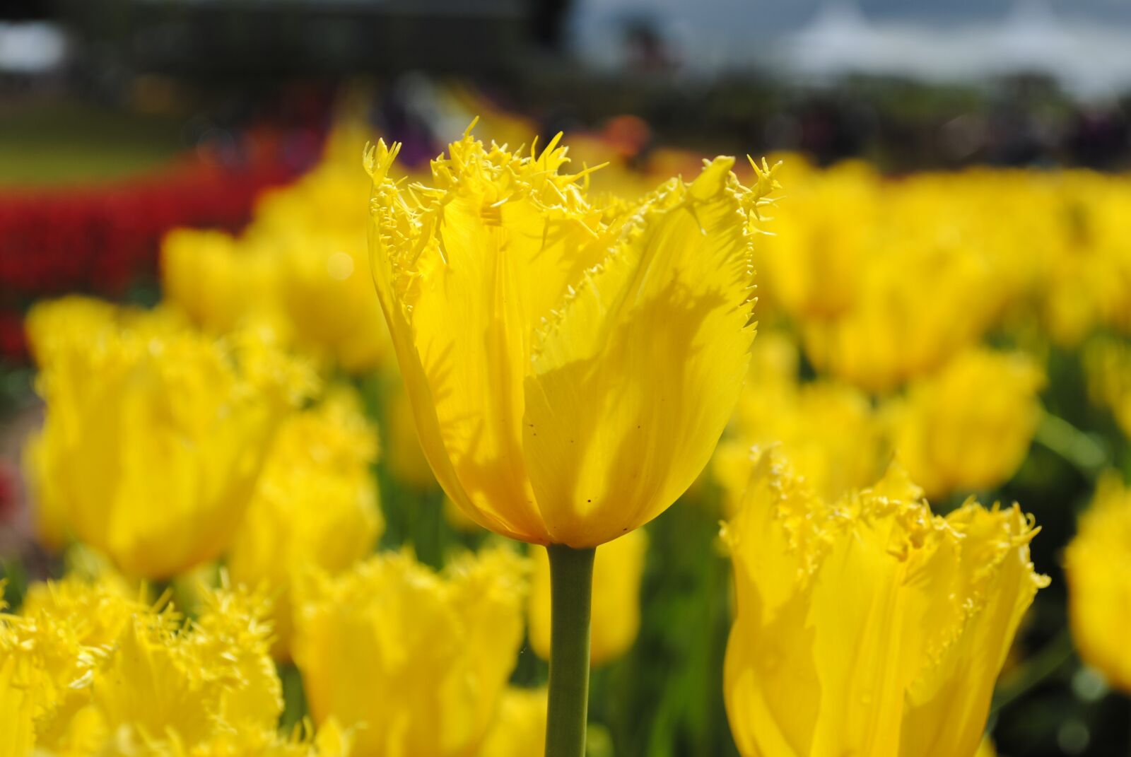 Nikon D3000 sample photo. Tulip, flower, flora photography