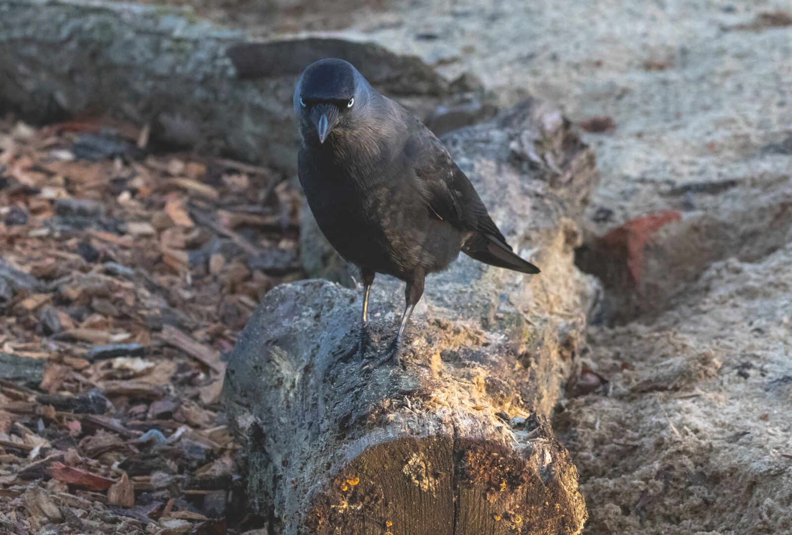 Canon EOS 7D Mark II sample photo. Jackdaw, black bird, corvid photography