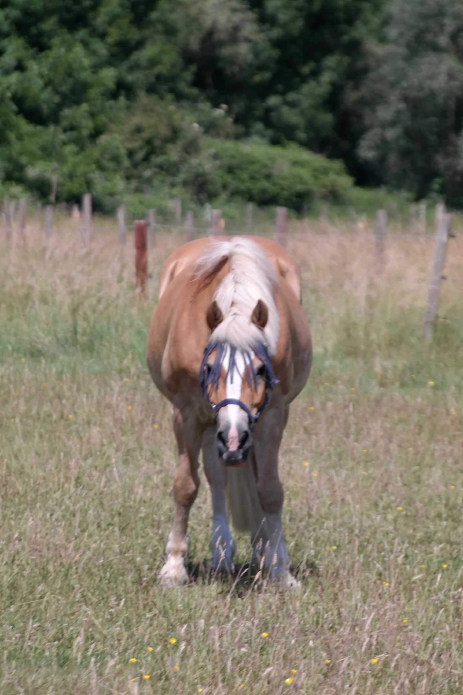 Samsung NX300 sample photo. Haflinger, horse, frontal photography