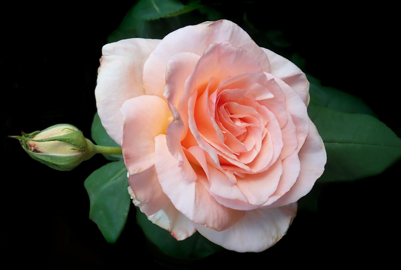 Olympus TG-5 sample photo. Flower, apricot, rose photography