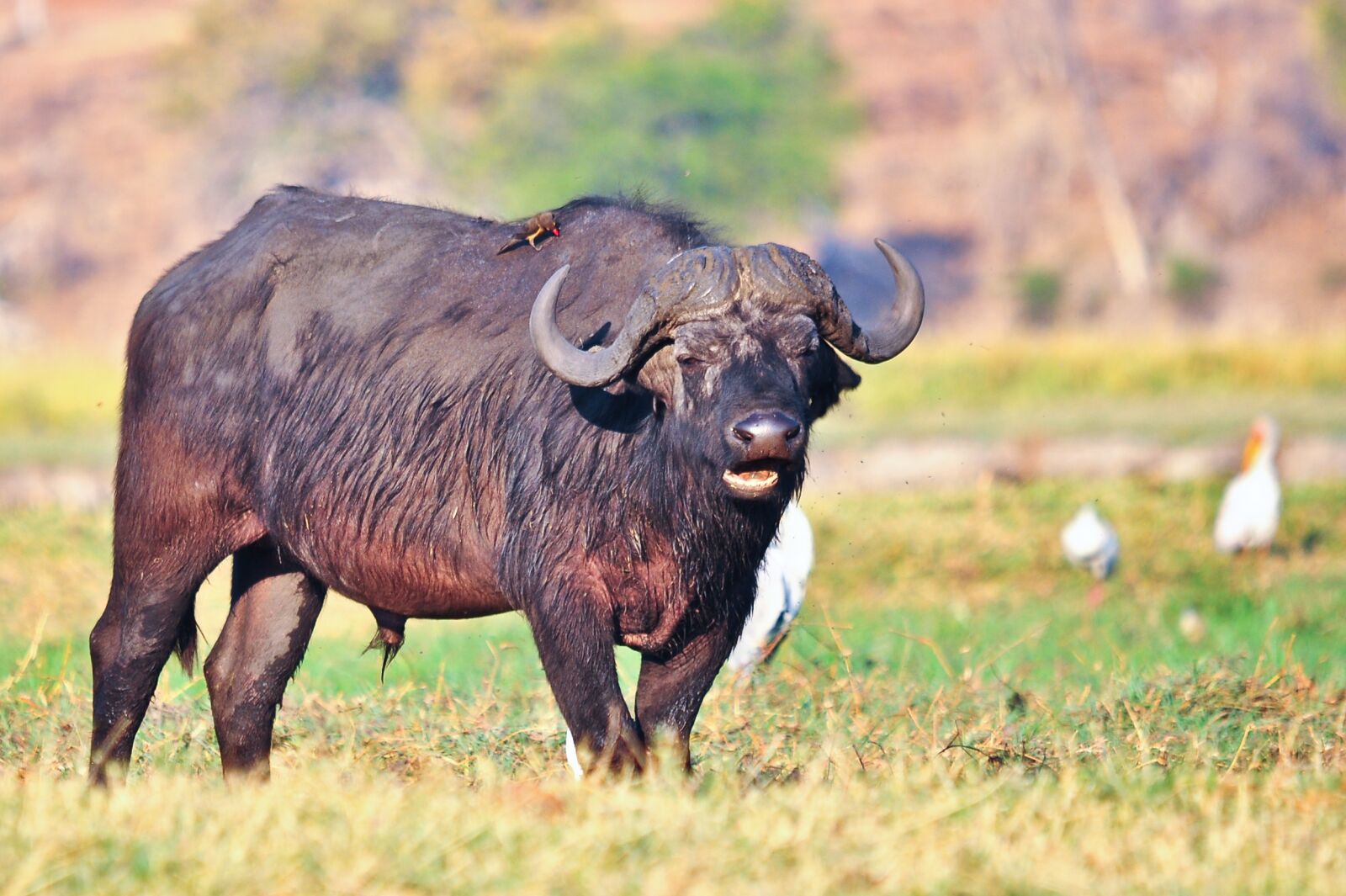 Nikon D90 sample photo. Mammal, animal, grass photography