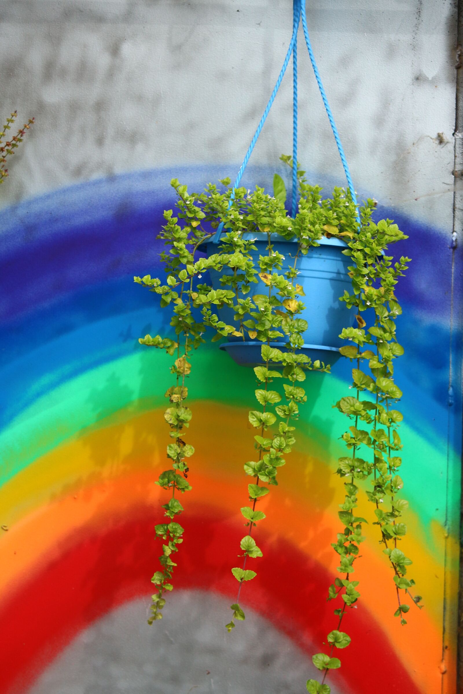 Canon EOS 100D (EOS Rebel SL1 / EOS Kiss X7) sample photo. Plant, rainbow, hanging plant photography
