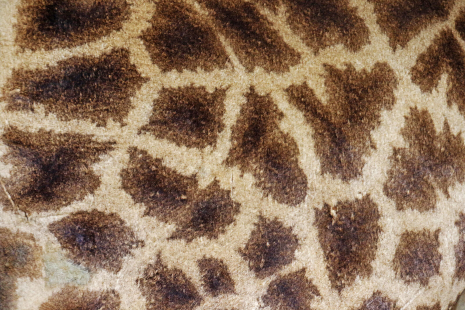 Canon EOS 7D Mark II sample photo. Animal, animal, print, background photography