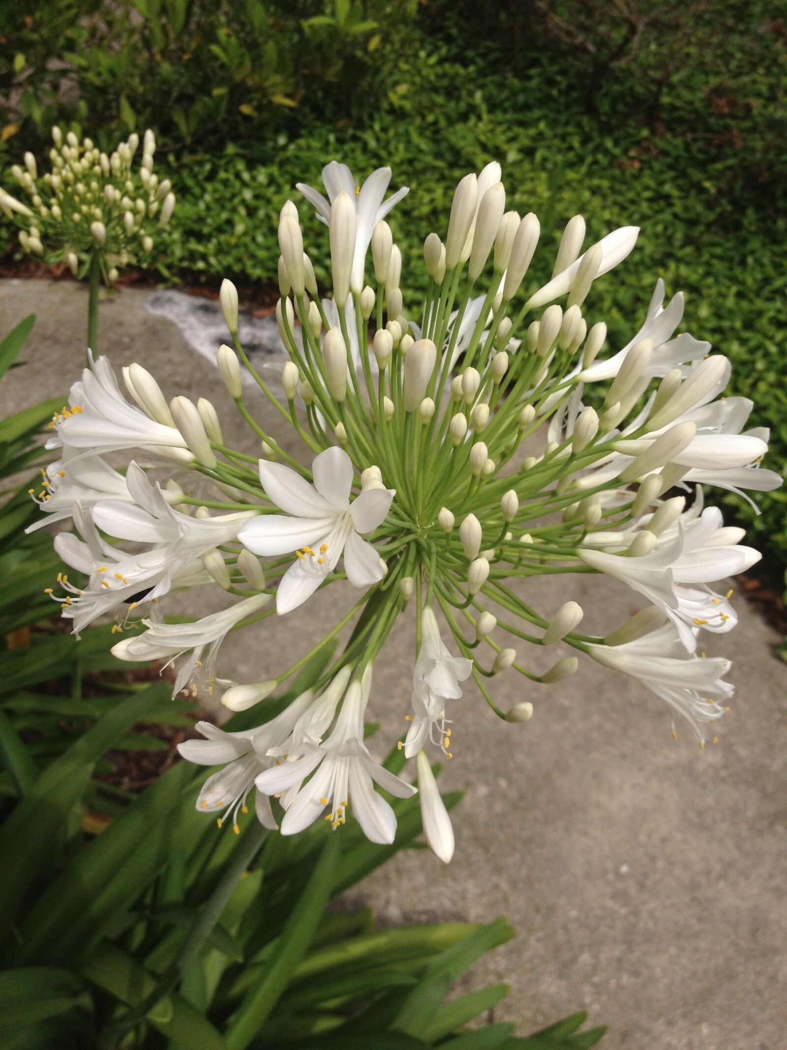 Apple iPhone 4S sample photo. White, flower, nature photography