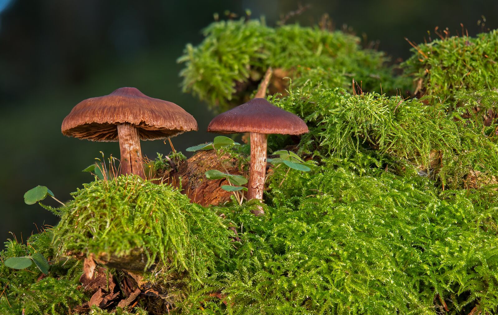 Panasonic Lumix DC-G9 sample photo. Mushrooms, moss, autumn photography