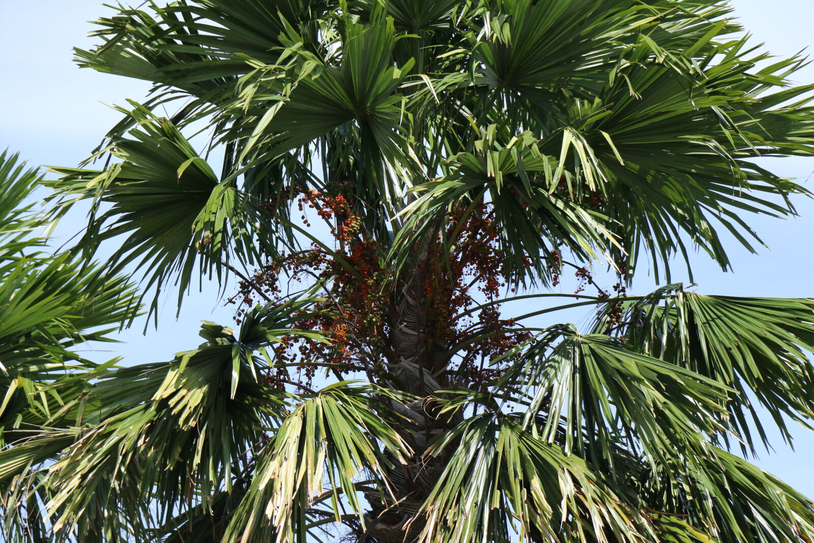 Canon EOS 70D sample photo. Christmas, tree, coconut, tree photography