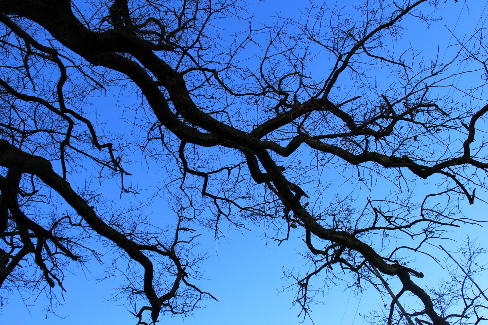 Canon EOS 60D sample photo. Aesthetic, blue, tree photography