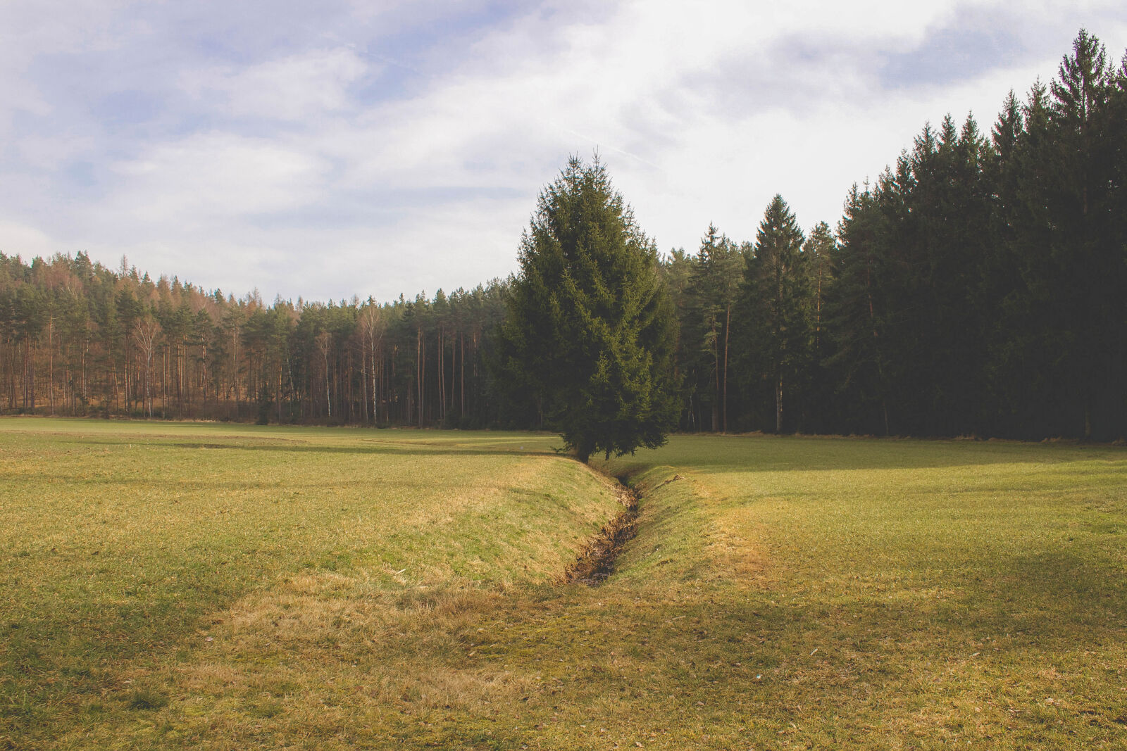 Canon EOS 700D (EOS Rebel T5i / EOS Kiss X7i) sample photo. Conifer, coniferous, forest, meadow photography
