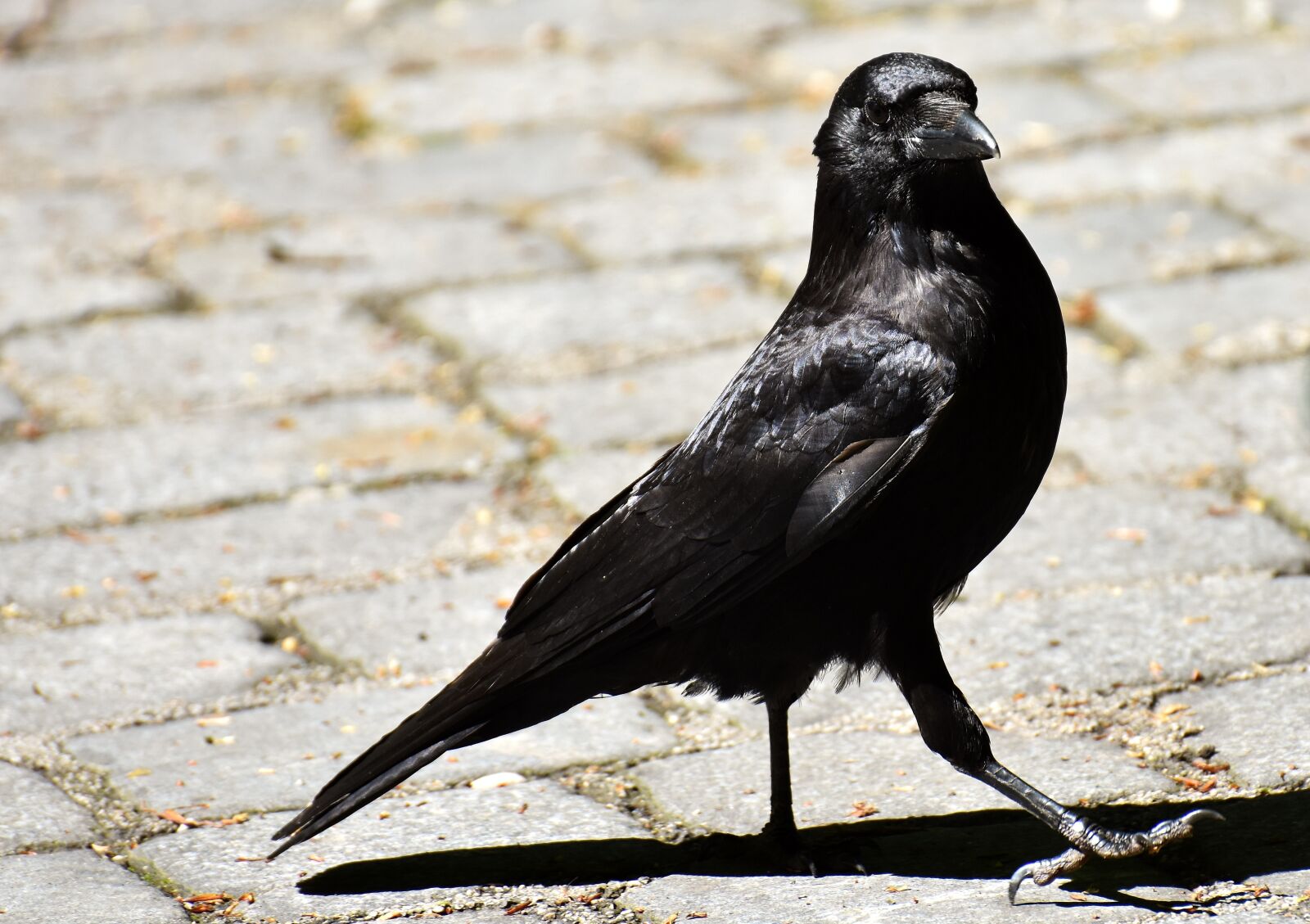 Nikon D7200 sample photo. Common raven, raven, raven photography