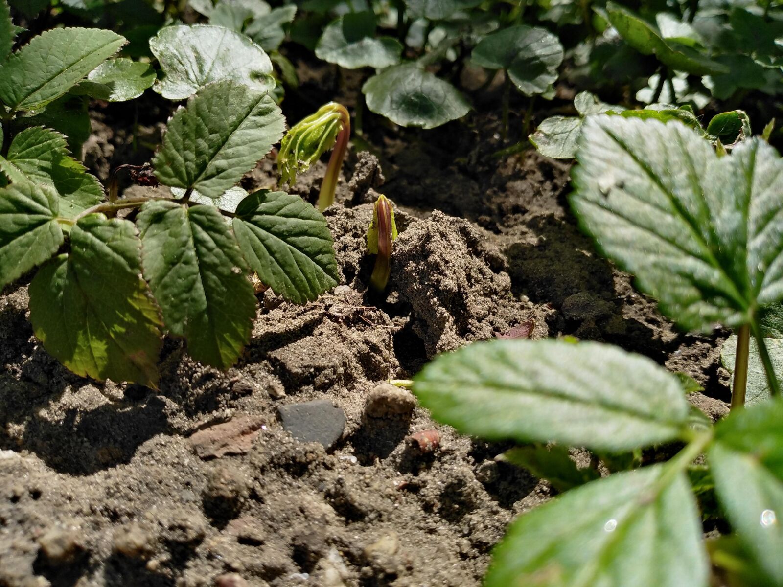 HUAWEI DUB-LX1 sample photo. Shoots, plants, green photography