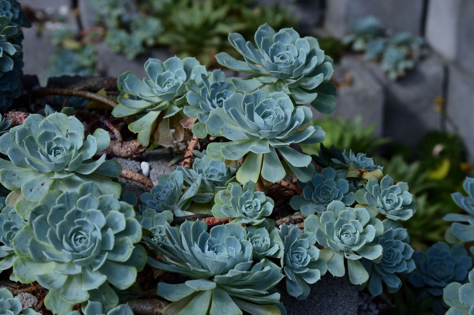 Nikon D3200 sample photo. Nature, plant, cactus photography