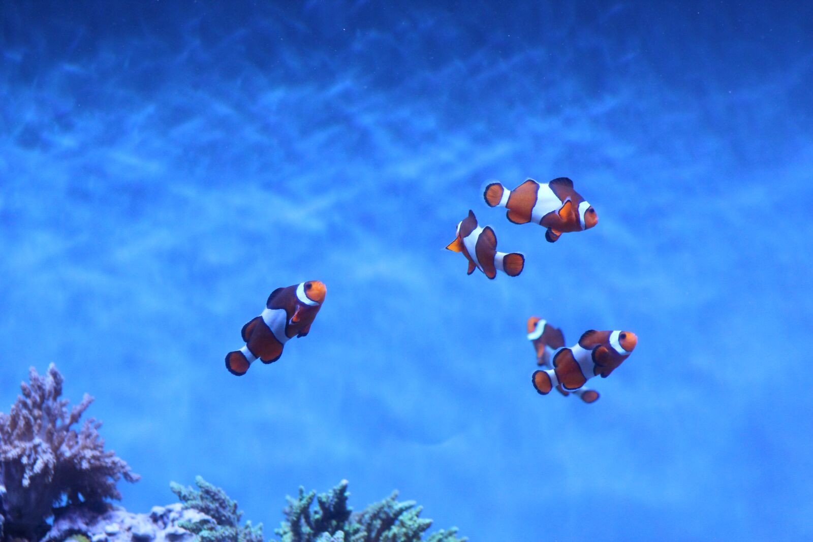 Canon EF 75-300mm f/4-5.6 USM sample photo. Fish, aquarium, underwater photography