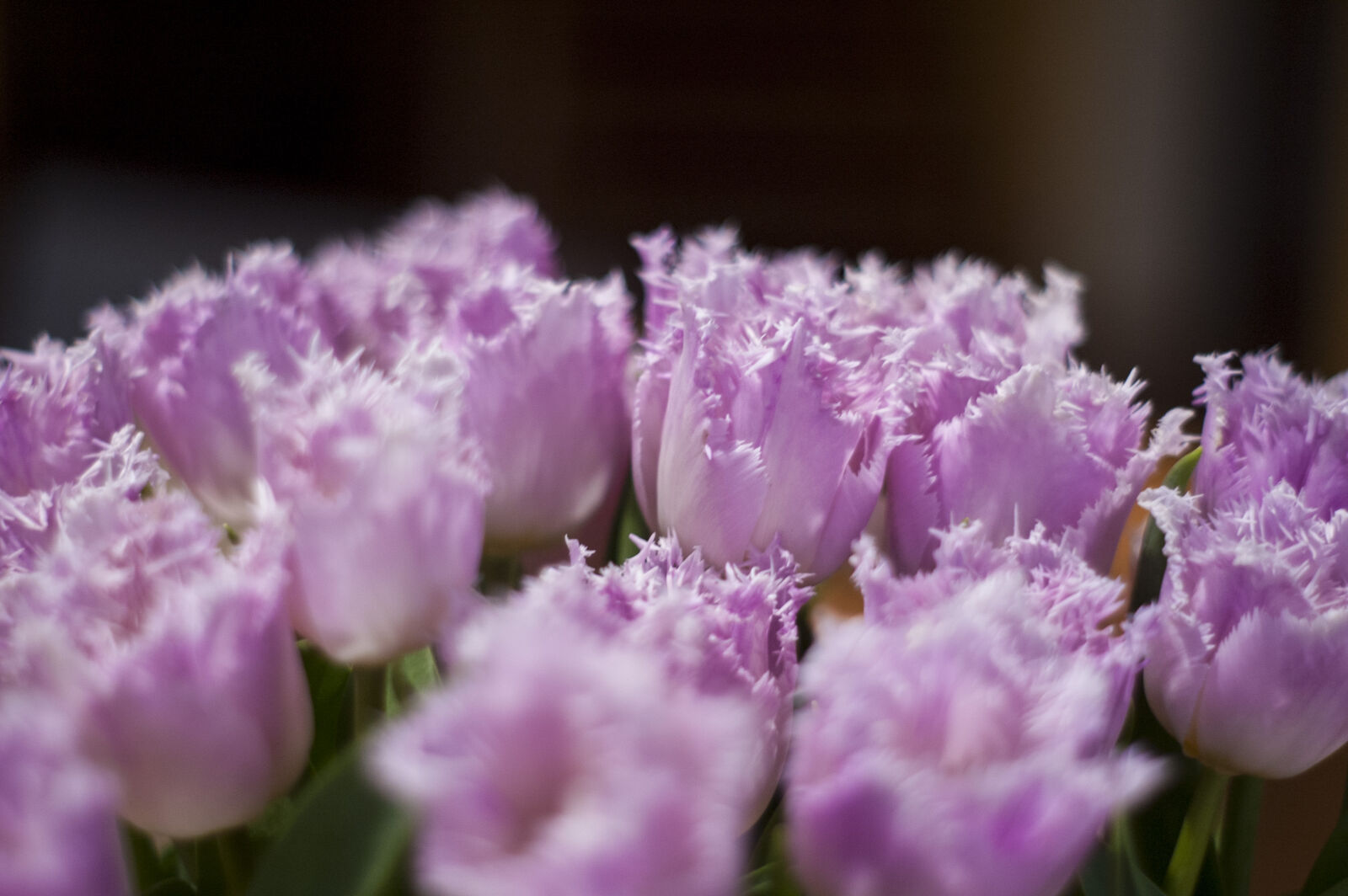 KONICA MINOLTA DYNAX 7D sample photo. Night photography