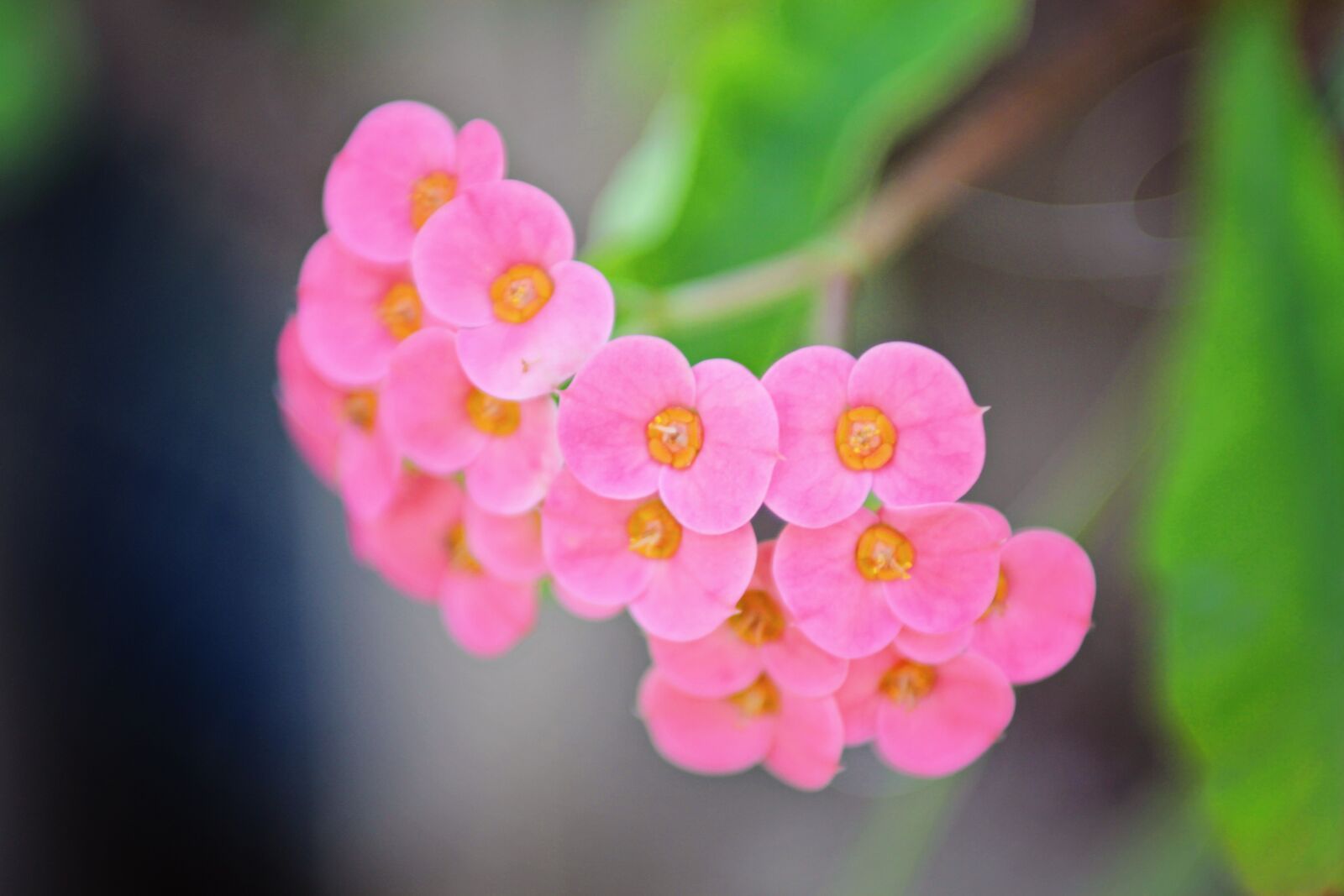 Canon EOS 60D sample photo. Bloom, flower, pink photography