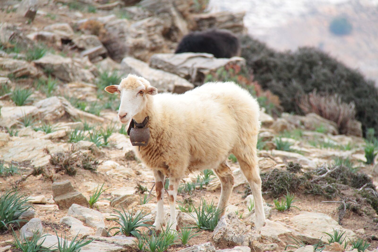 Canon EOS 7D + Canon EF-S 18-200mm F3.5-5.6 IS sample photo. Sheep, greece, mountain photography