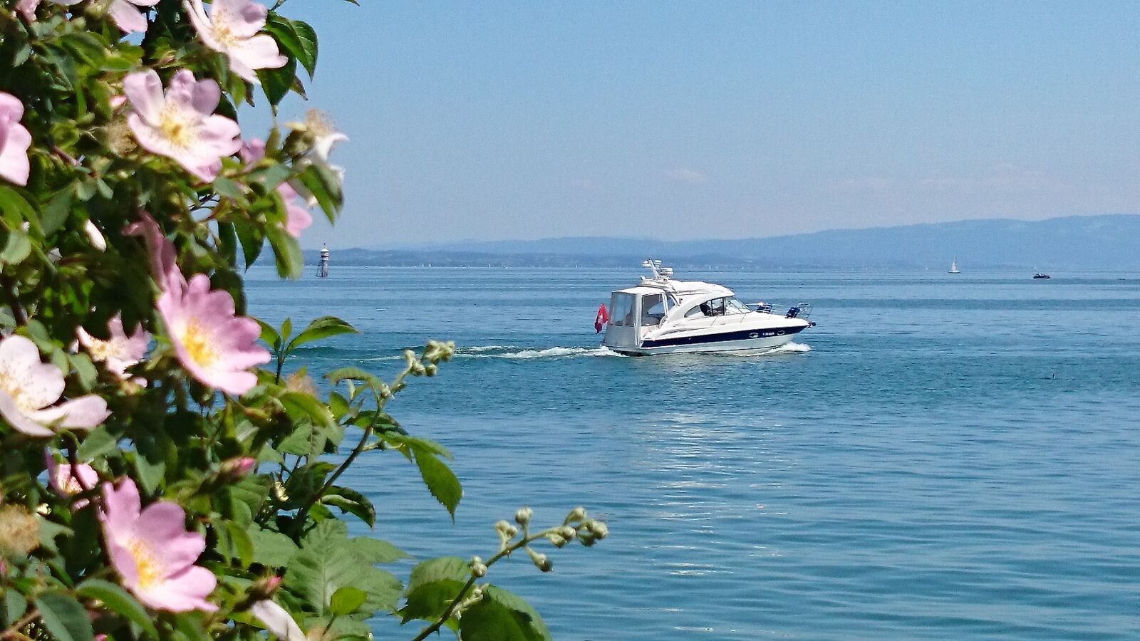 Sony Xperia Z1 Compact sample photo. Lake, bodensee, wild rose photography