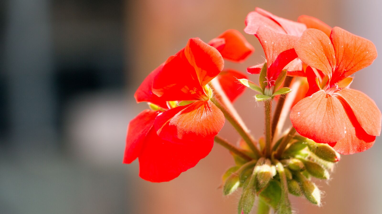 Canon EOS 70D sample photo. Flower, red flower, bloom photography