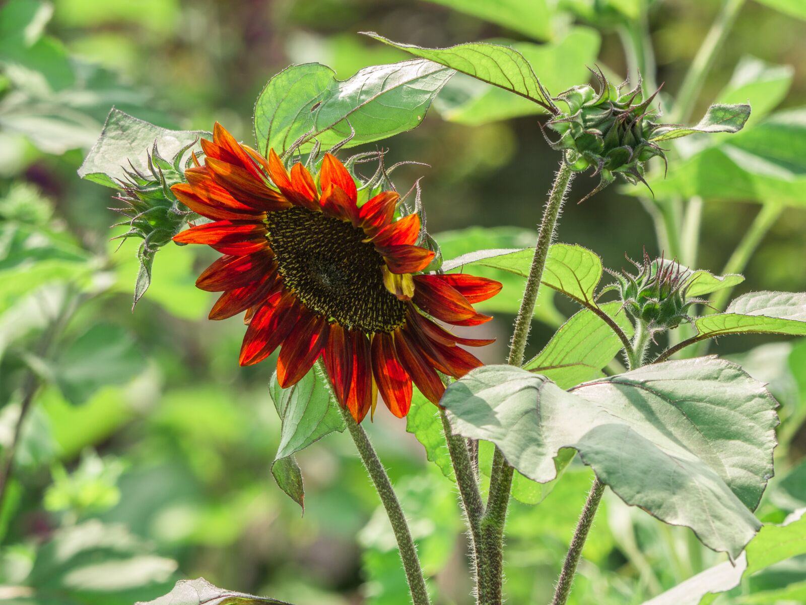 LUMIX G VARIO 100-300/F4.0-5.6II sample photo. Flower, sunflower, nature photography