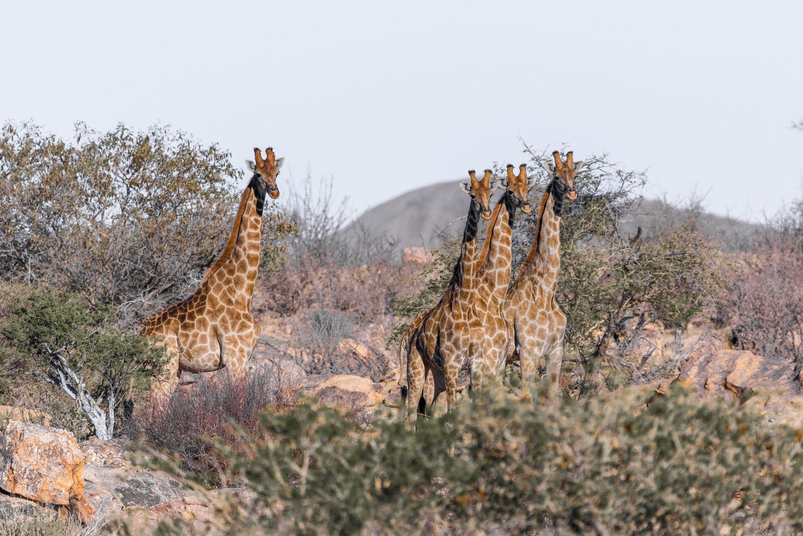 Canon EOS 5D Mark IV + 150-600mm F5-6.3 DG OS HSM | Contemporary 015 sample photo. Giraffe, namibia, africa photography